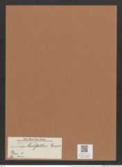 Navicula hochstetteri Grun. (de-Toni-Nr.: Genus 1, Species 417) Zeichnungen Sammlung Grunow Mappe 00383 (Herbarium_W_Grunow_drawings_Folder_00383)